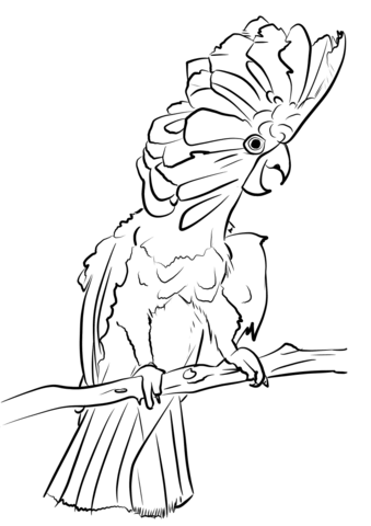 Umbrella Cockatoo Coloring Page